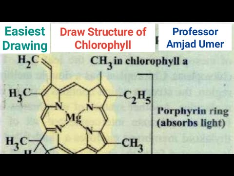 Drawing of Chlorophyll | How to Draw Chlorophyll Structure | Amjad Umer Academy