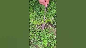 Picking process of the carrot with an iron hook