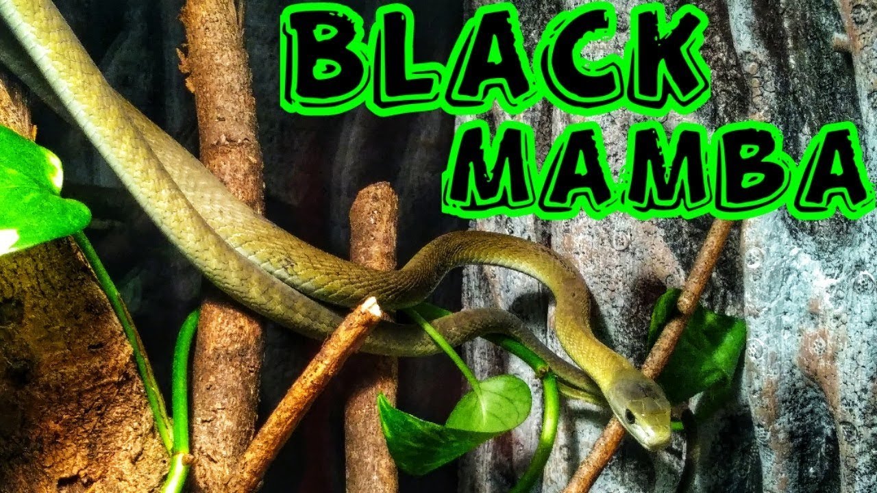 NEW BLACK MAMBA Enclosure. - YouTube