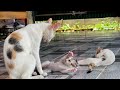 Happy sweet time cat mom with cute kitten | Playful Baby Kitties
