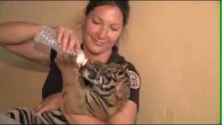 L.A. Zoo Sumatran Tiger Cubs - 2 Months Old