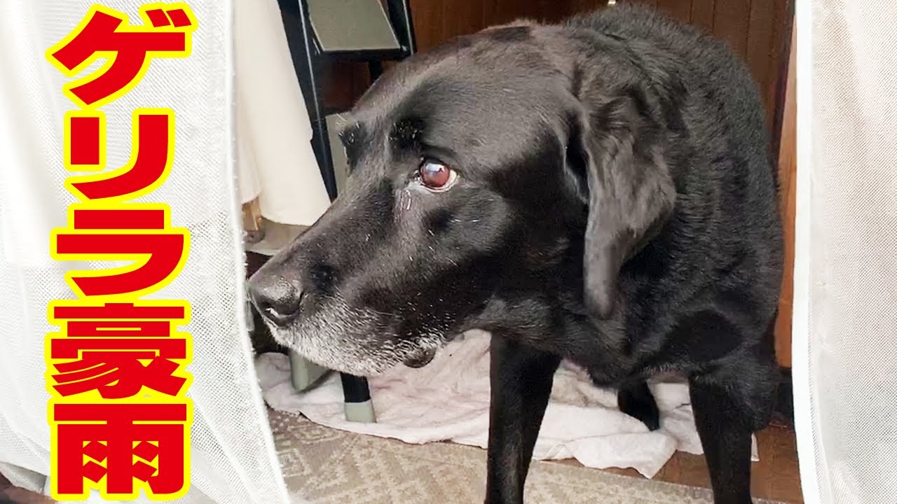 ゲリラ豪雨 雷を怖がり震える大型犬のラブラドールレトリバー Youtube ゲリラ豪雨 雷を怖がり震える大型犬のラブラドールレトリバー Youtube