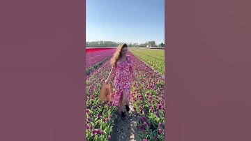 Thumbnail of Amazing Tulip fields #amsterdam #holland #netherlands #tulips #shorts