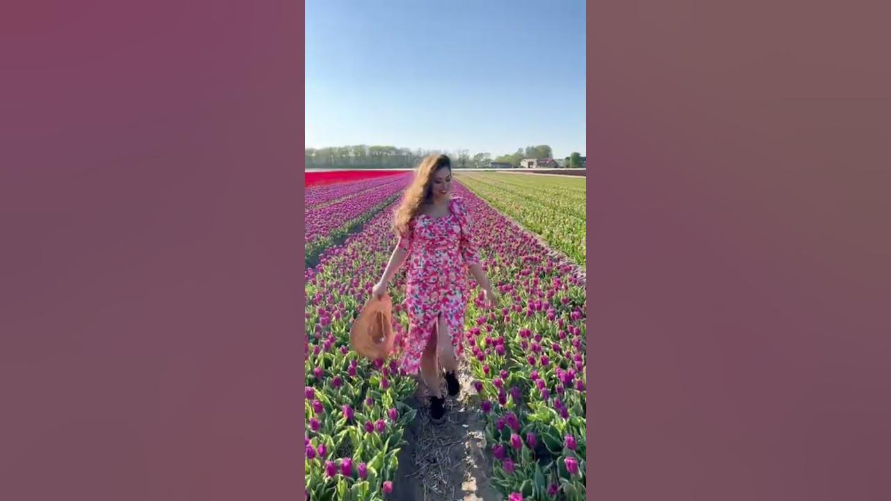 Amazing Tulip fields #amsterdam #holland #netherlands #tulips #shorts Amazing Tulip fields #amsterdam #holland #netherlands #tulips #shorts