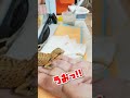 [フトアゴベビー]ハニーワームも食べない