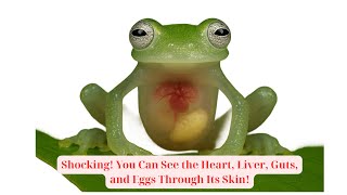 Unbelievable The Transparent Frog You Can See Right Through