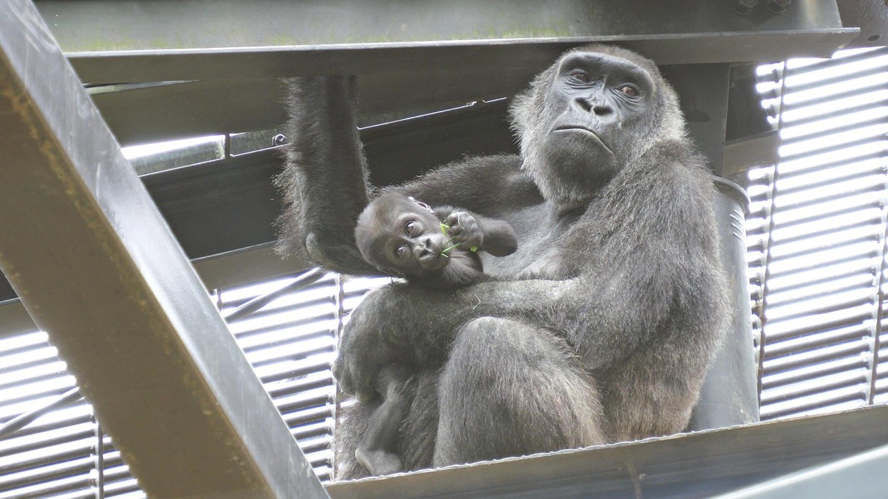 Ai, tomatoes and eggplants Higashiyama Zoo, Gorilla, 202604 - YouTube
