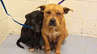 Scared pitties huddle together in shelter after owner leaves them with ‘no explanation’