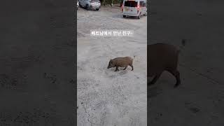 베트남에서 만난친구 #vietnam #뭐야