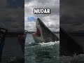 O QUE CONSEGUE ENGOLIR UM TUBARÃO-BRANCO? 💀 #tubarão #shark #curiosidades