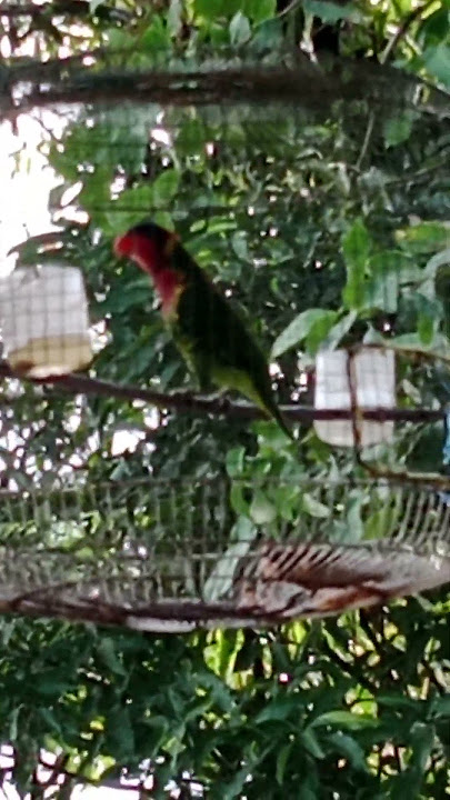 Download lagu nuri pikat gacor