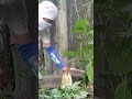 NANGUHA AKO NG PULOT NG LAYWAN рџђќрџђќ NANGUHA AKO NG PULOT NG LAYWAN рџђќрџђќ