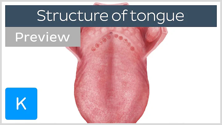 Surface anatomy of the tongue (preview) - Human Anatomy | Kenhub - DayDayNews