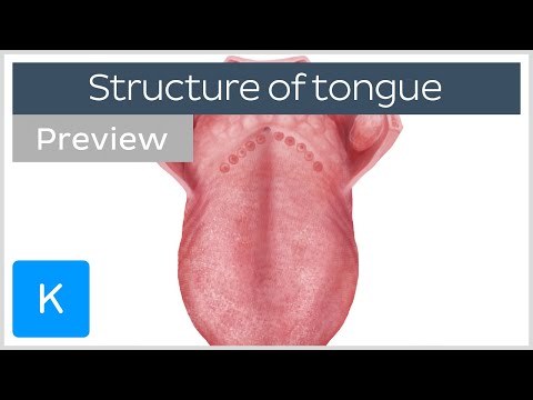 Video: Tongue Talk: Anatomie Der Hundezunge