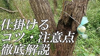 バナナトラップ Youtube