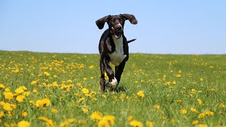 Introduction Comparing Great Danes and Newfoundlands as Water Dogs by Great Dane USA 18 views 5 days ago 4 minutes, 17 seconds