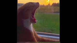 Cat Yawn