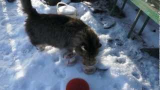 Дачные коты едят икру Дачные коты едят икру