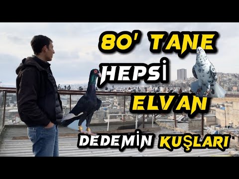 80’TANE ELVAN RENKLİ KUŞLAR DEDEMİN KUŞLARI!!