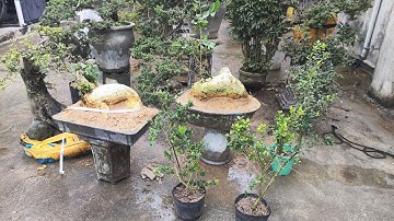 Chiều 3.12 Zalo 0359540980 gl cây cảnh các loại giá rẻ bao síp toàn quốc 