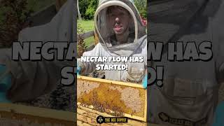BEEKEEPING in under a minute: Nectar Flow Has Started with Blake Shook
