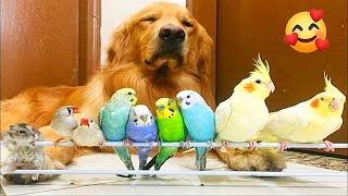 Cute Parrots Videos Compilation cute moment of the animals - Cutest Parrot #1