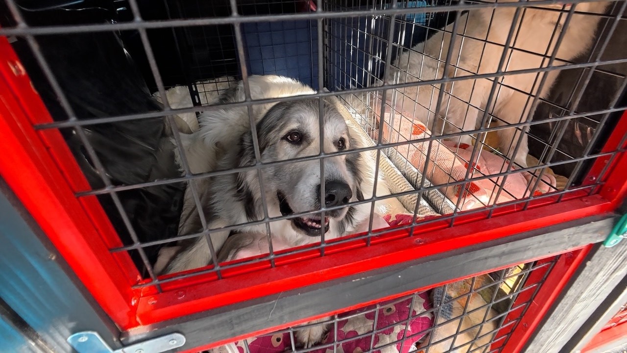 Lunlun's Backyard] Belle and Lily didn't get off the train, but