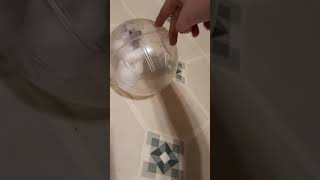 Mr Grumpy Pants First Time In A Hamster Ball