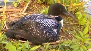 060612_MnBndLoonCam_2045.mp4