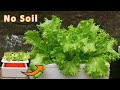 [ No soil ] How to grow lettuce in water with Styrofoam containers at home