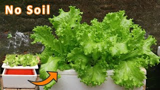 [ No soil ] How to grow lettuce in water with Styrofoam containers at home screenshot 5