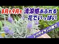 【8月も9月も清涼感あふれる花でいっぱい】トウテイラン