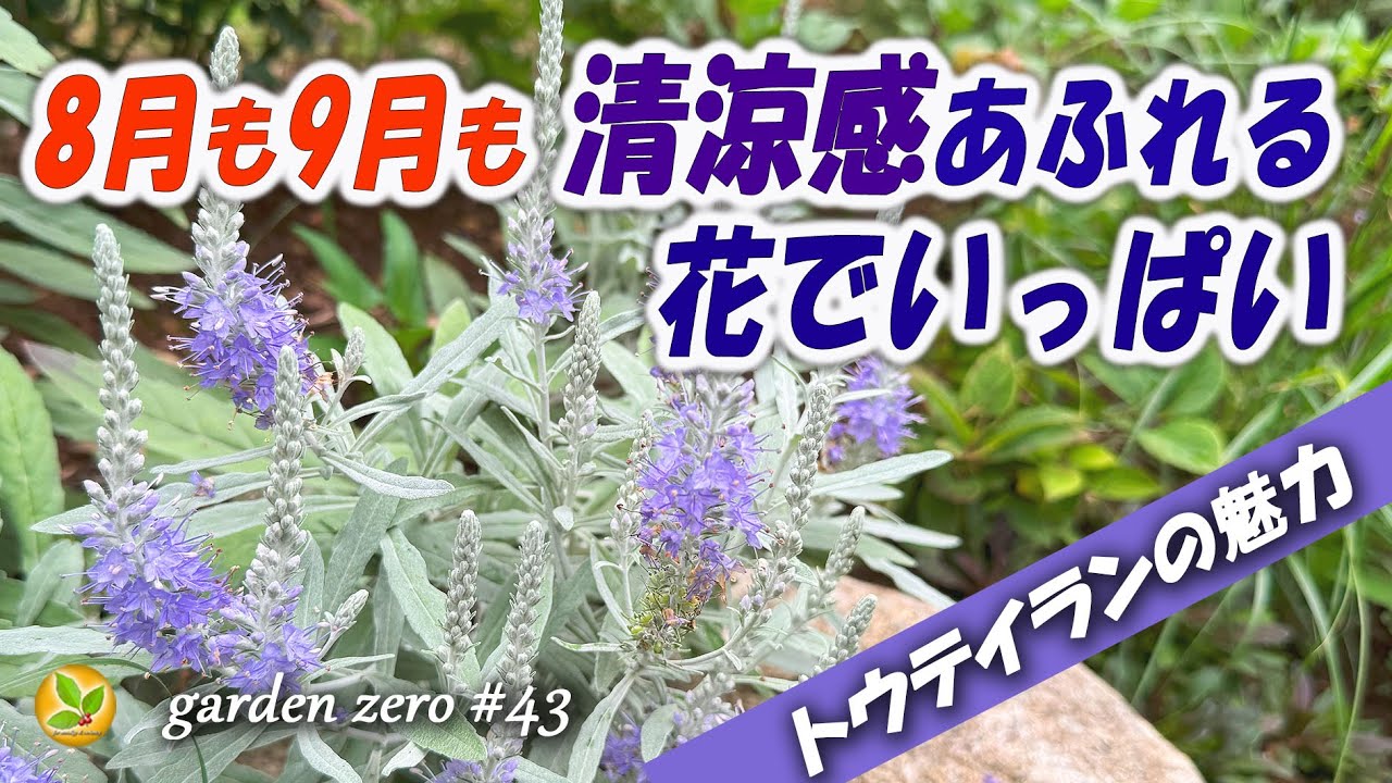 【8月も9月も清涼感あふれる花でいっぱい】トウテイラン