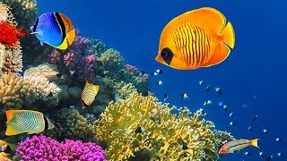 Relaxing Music 24/7, Healing, Meditation, Sleep Music, Calm Music, Zen, Yoga, Sleep, Study, Relax