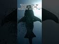 The ultimate king of the ocean... 🦈🌊 #shorts #shark #ocean #scary #aesthetic #trending