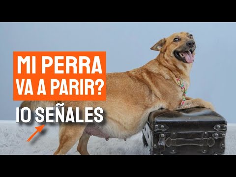 Video: Cómo ayudar a tu perro a dar a luz