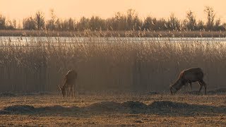 Boswachter Hans-Erik Kuypers Over Afschot