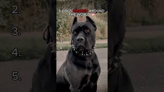 5 Dogs BANNED Around the World 🚫🐕 5 Dogs BANNED Around the World 🚫🐕
