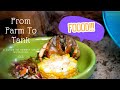 Hermit Crab Food 101 | By Crab Central Station