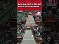 #viral #shorts #unitedkingdom Dog Caught Sleeping Inside United Kingdom Parliament