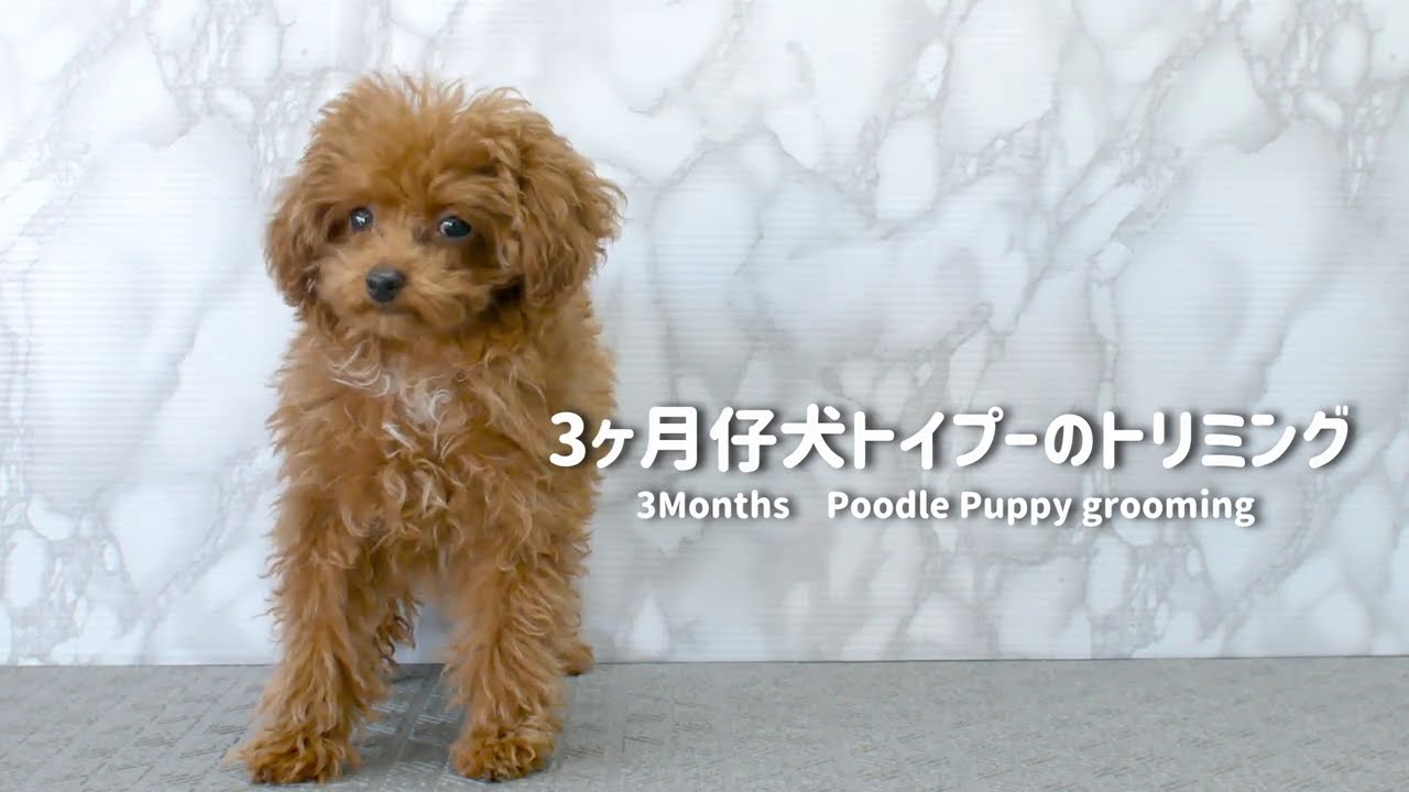 Puppy Grooming 3ヶ月仔犬トイプーのトリミング
