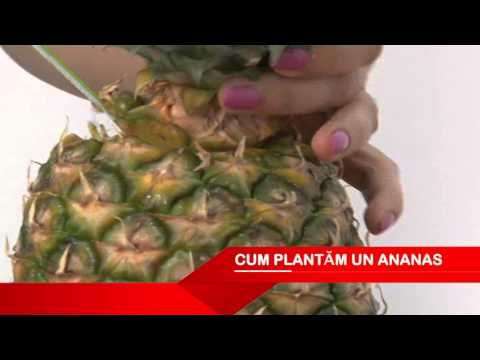 Video: Cum Să Crești Ananas Pe Pervaz