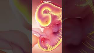 Human fetus anatomy 3D animation #humanfetus #fetusdevelopment #ytshorts #ytshortsindia