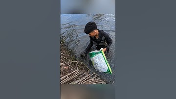 Cận cảnh quậy sìn bắt tôm càng xanh ở miền tây hốt mỏi tay #shorts #crsyfish