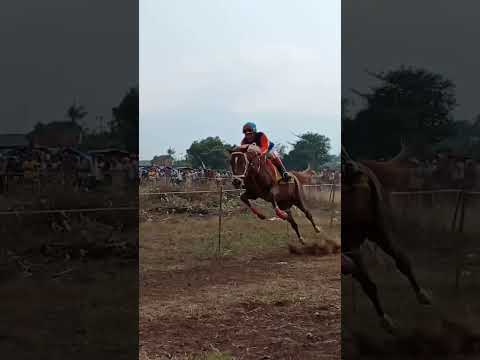 Video: Panduan untuk Festival Lumba Kuda di Sardinia