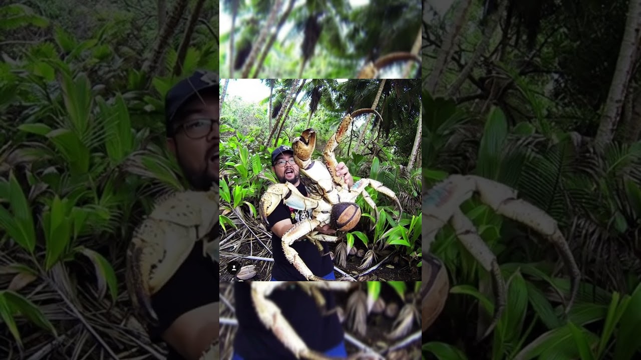 A man holding a giant coconut crab.