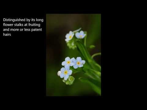 Video: Forget-me-not Creeping