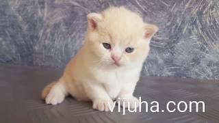 Британский кремовый с белым котик Британский кремовый с белым котик
