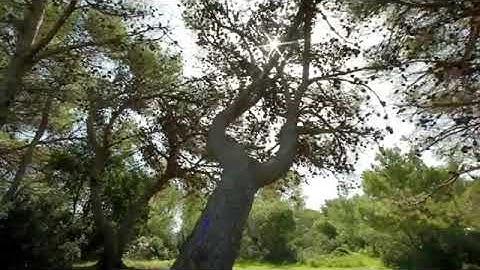 سورة البروج للقارئ الشيخ / محمد رفعت رحمه الله