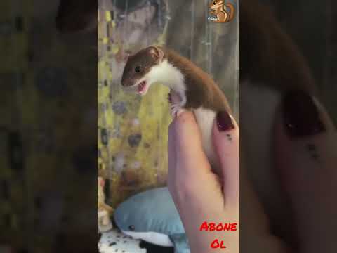 sevimli gelincik sansar #shorts #tiktok #gelincik #instagram #video #sansar #animals  #volkankeser